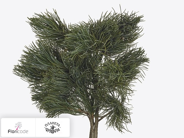 Сосна Parviflora Glauca