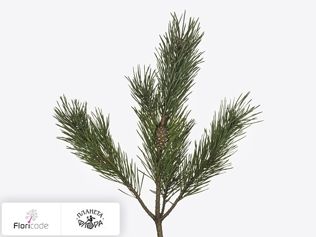 Сосна Sylvestris Watereri per kilo