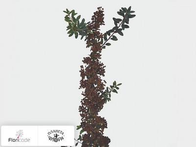 Спирея Nipponica Snowmound decor