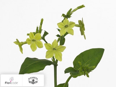 Табак Сандера Perfume Lime