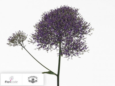 Трахелиум голубой Corine Purple