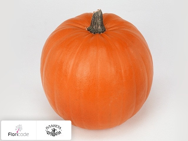 Тыква крупноплодная Siervruchten per stuk Halloween