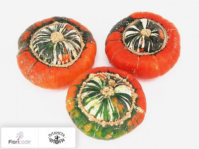 Тыква крупноплодная Siervruchten per stuk Turks Turban Mix