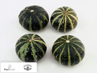 Тыква обыкновенная Siervruchten per stuk Ball Bicolor