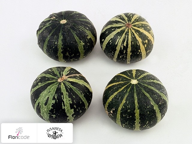 Тыква обыкновенная Siervruchten per stuk Ball Bicolor