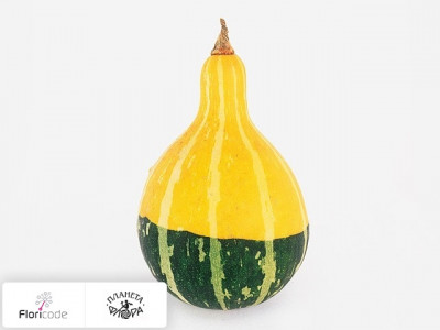 Тыква обыкновенная Siervruchten per stuk Pear Bicolor