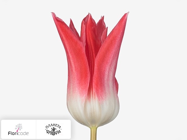 Тюльпан лилиецветный Chic Rose