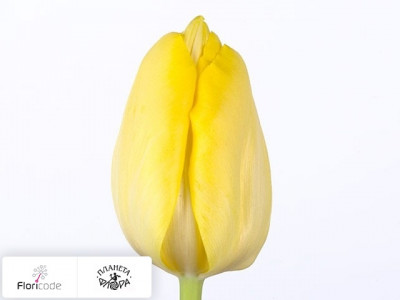 Тюльпан Триумф Yellow Ideal