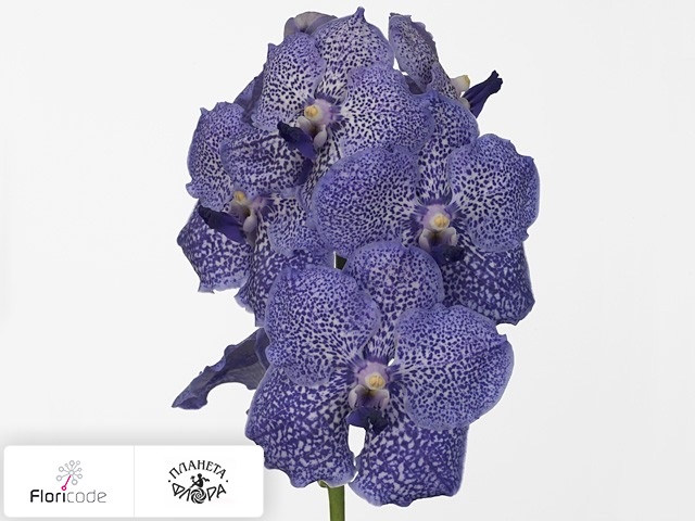 Ванда Bajong Sky Blue Somsri Blue Spot Beauty
