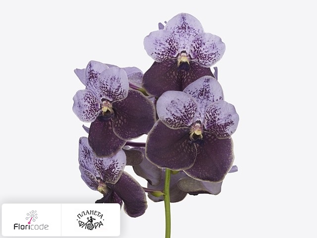 Ванда Divana Mauve Aubergine
