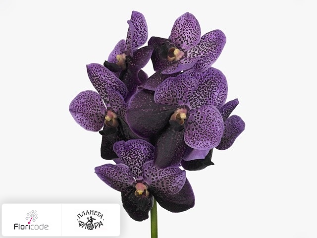 Ванда Divana Purple Mulberry