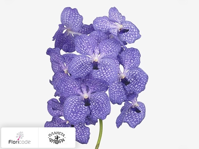 Ванда Kanchana Blueberry