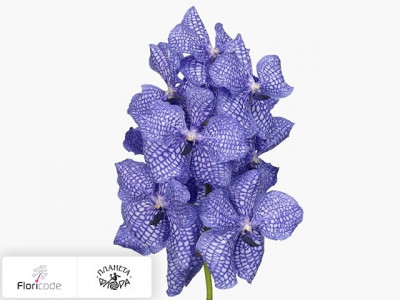 Ванда Kanchana Delft Blue