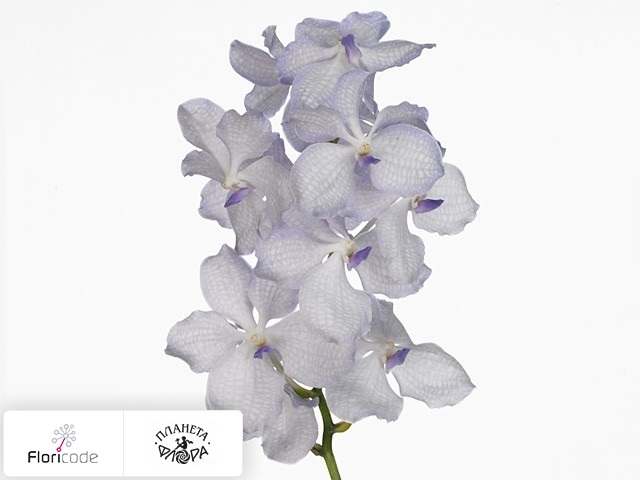 Ванда Kanchana Lavender Mist