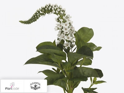 Вербейник клетровидный Mamba White