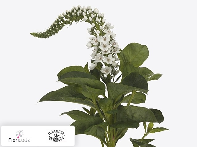 Вербейник клетровидный Mamba White