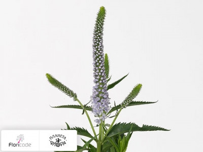 Вероника Lavender Spark