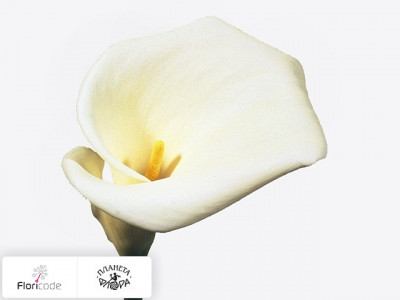 Калла Aethiopica Colombe de la Paix