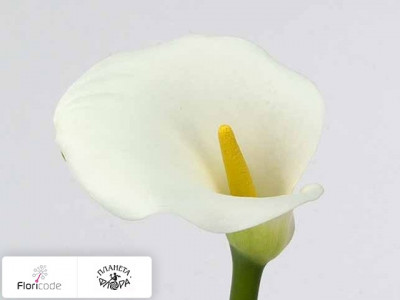 Калла Aethiopica Elegance
