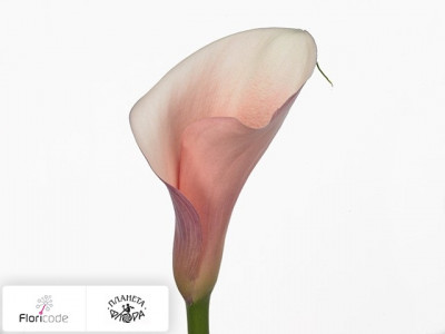 Калла Aethiopica Flamingo
