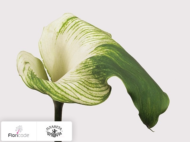 Калла Aethiopica Green Goddess