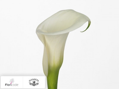 Калла All Right