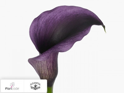Калла Purple Moon