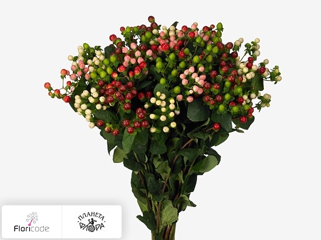 Гиперикум Colours gemengd