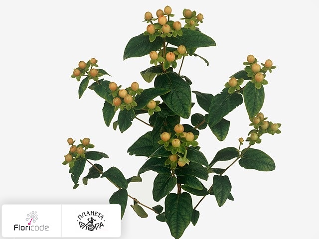 Гиперикум красильный Apricot Beauty