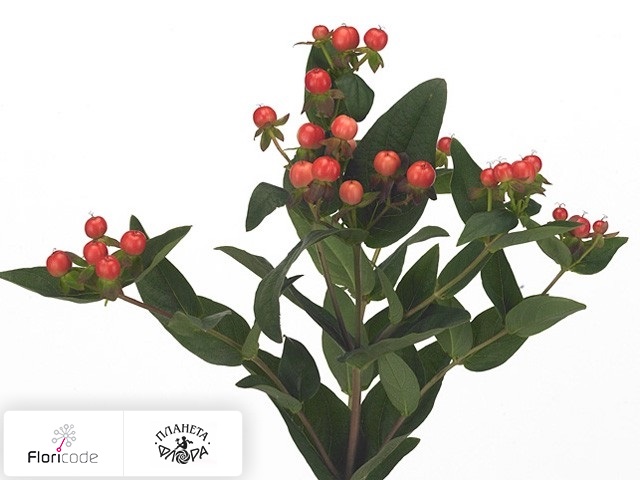 Гиперикум красильный Beauty Pearls Red Ball