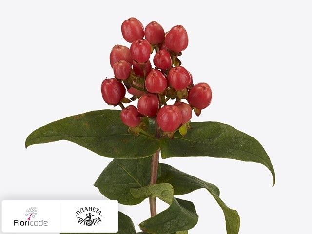 Гиперикум красильный Beauty Pearls Red Fire