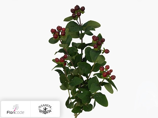 Гиперикум красильный Brisk Merlot