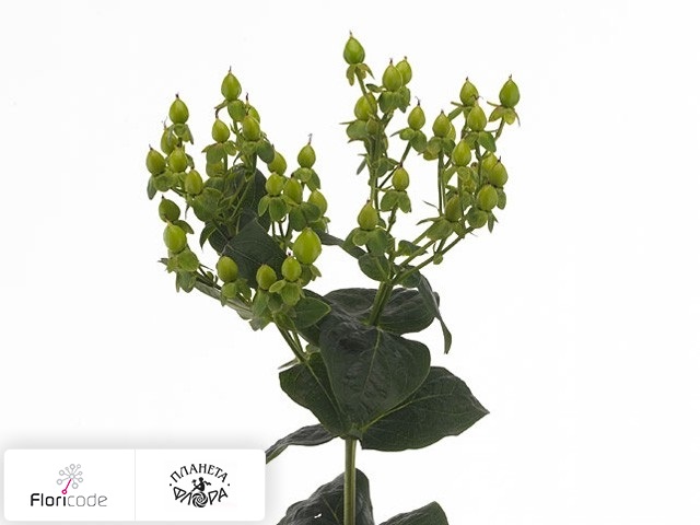 Гиперикум красильный Greeny Classic