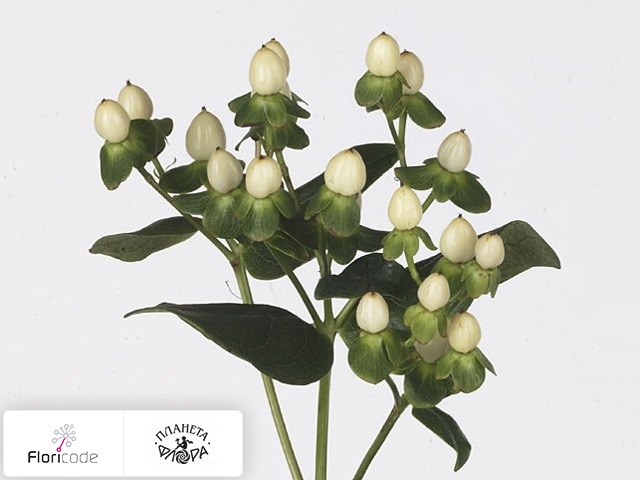 Гиперикум красильный Ivory Classic