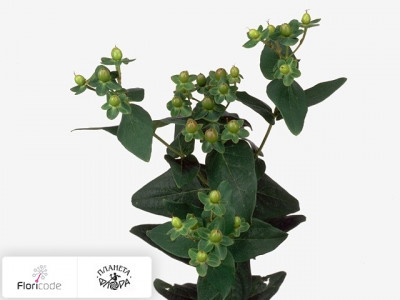 Гиперикум красильный Ivy Flair