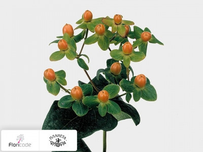 Гиперикум непахнущий Magical Orange