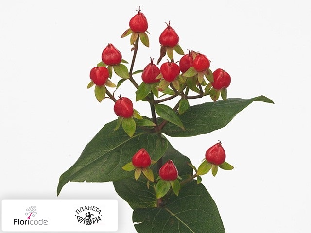 Гиперикум Red Jewel