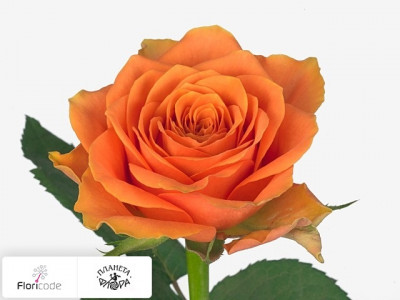 Роза крупноцветковая Arancio