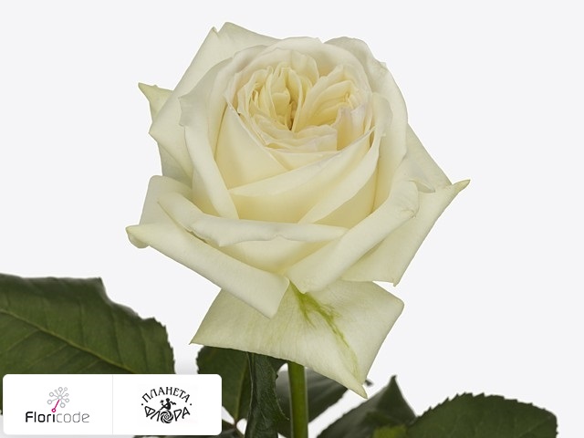 Роза крупноцветковая Blanche Elegance