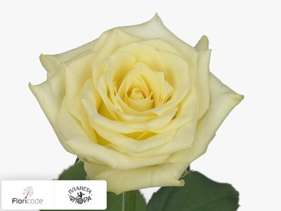 Роза крупноцветковая Blonde Beauty