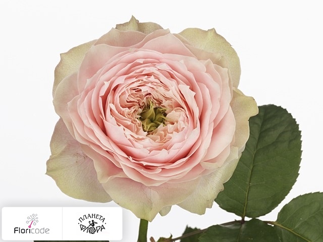 Роза крупноцветковая Bloomsbury