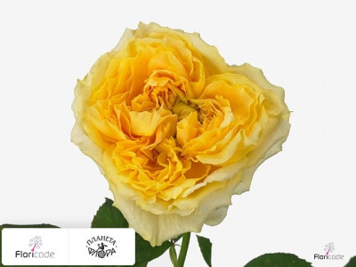 Роза крупноцветковая Caraluna Gold