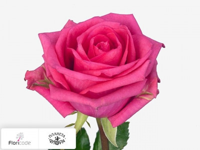 Роза крупноцветковая Club Pink