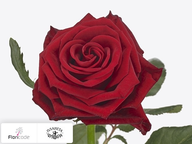 Роза крупноцветковая Con Amore