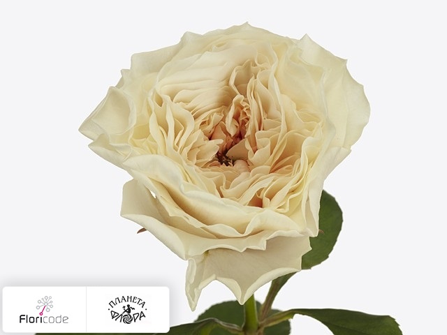 Роза крупноцветковая Cream Fragrance