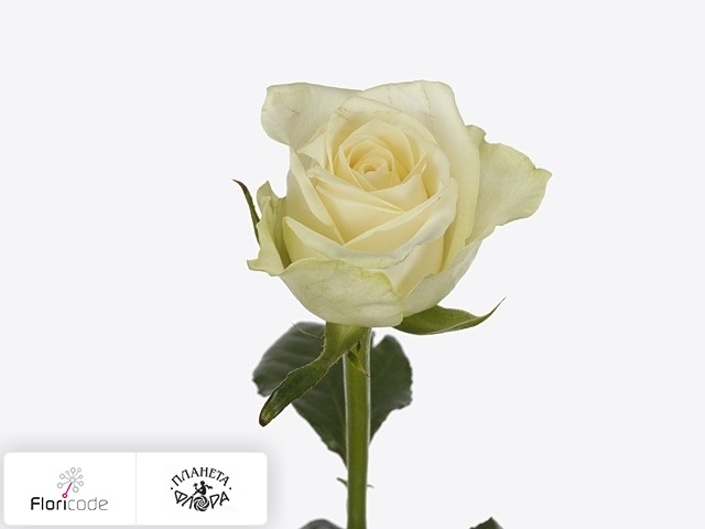Роза крупноцветковая Cream Mayfair